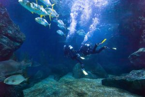 divers exploring fish underwater in the sea, beautiful diving background
